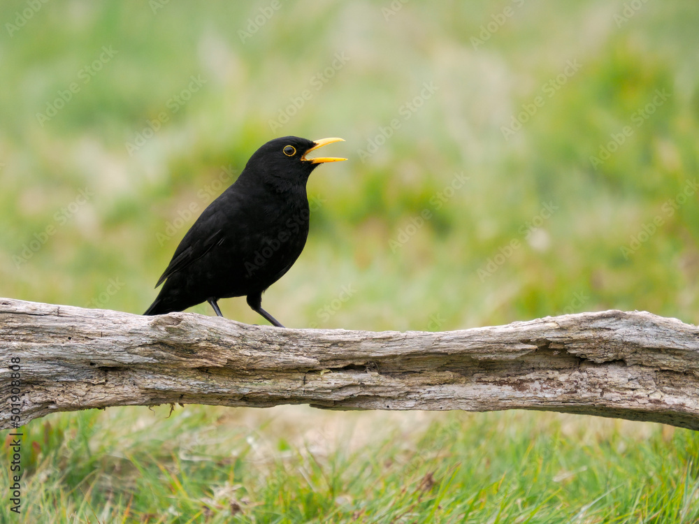 Blackbird, Turdus merula, single male on log worms, Warwickshire, April 2022 Blackbird, Turdus merula, single male on log worms, Warwickshire, April 2022