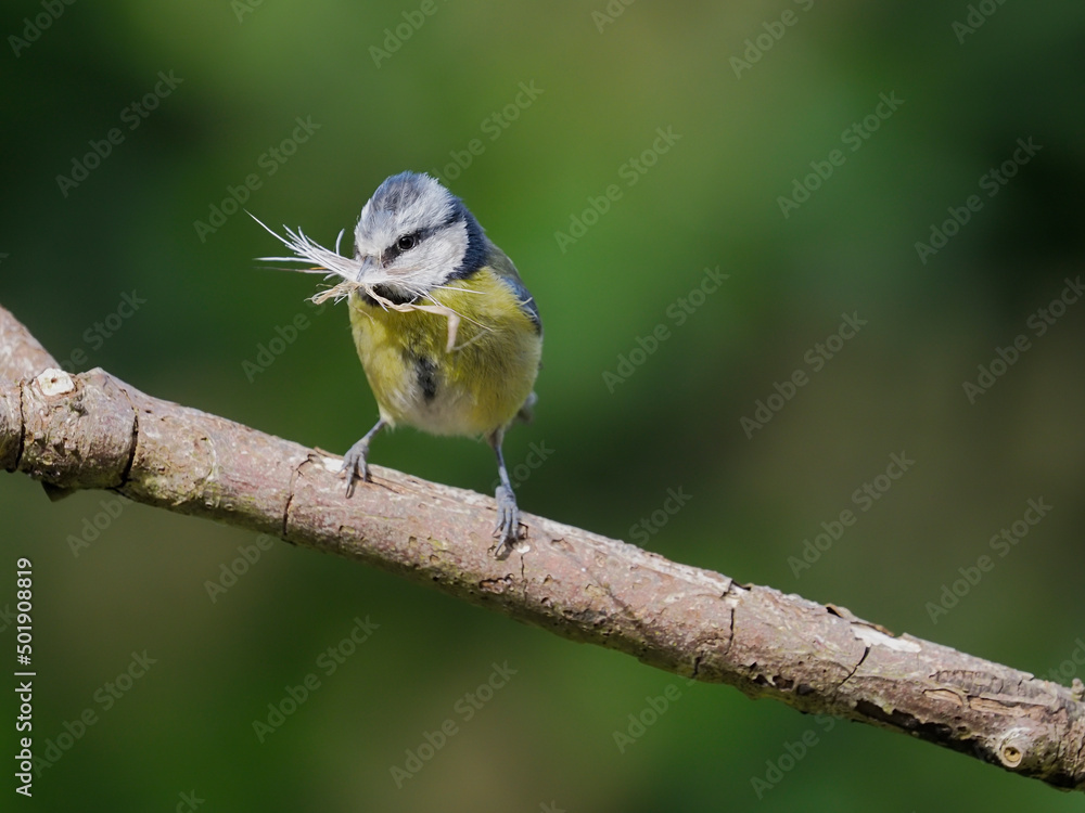 Obraz premium Blue tit, Cyanistes caeruleus