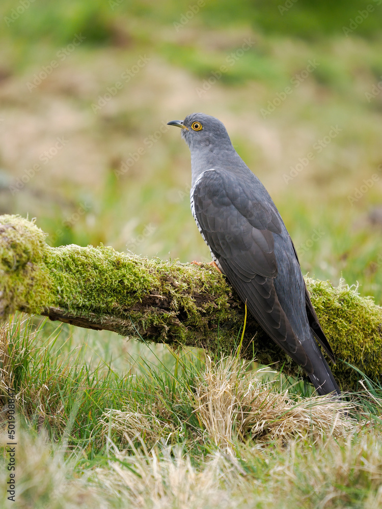 Obraz premium Common cuckoo, Cuculus canorus,
