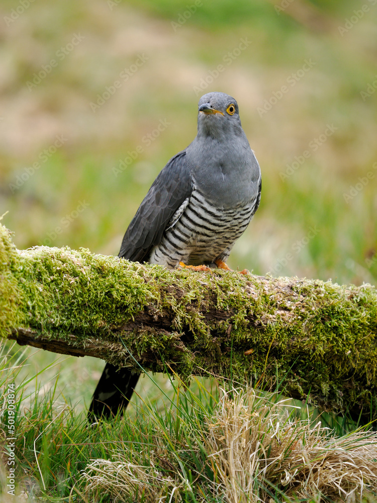 Obraz premium Common cuckoo, Cuculus canorus,