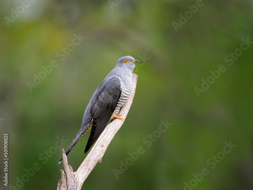 Common cuckoo, Cuculus canorus, © Erni