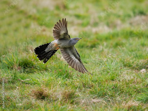 Foto Common cuckoo, Cuculus canorus,
