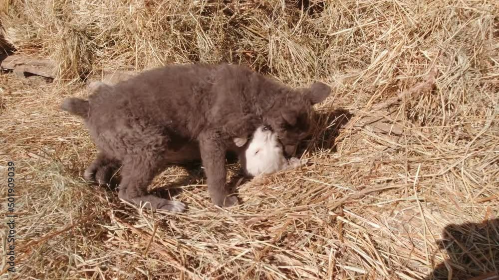 Puppies play in the hay in the village Puppies play in the hay in the village