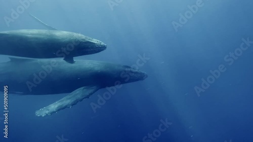 A Humpback Whale Mother and Calf Swimming Close Together- Underwater Slow motion photo