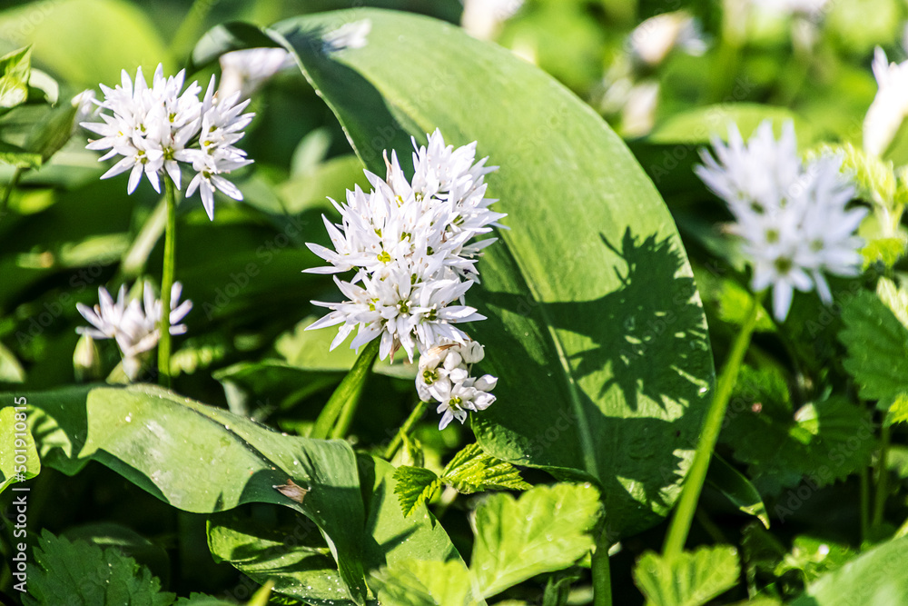 Flowering ramsons in spring. Allium ursinum also known as wild garlic, bear garlic, buckrams or wood garlic. Flowering ramsons in spring. Allium ursinum also known as wild garlic, bear garlic, buckrams or wood garlic.
