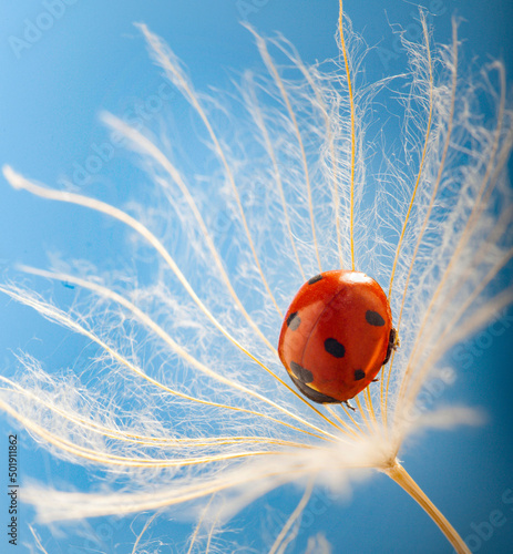 Ladybug and dandelion, macr...