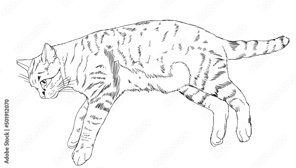 横になっている猫のベクターイラスト 横になっている猫のベクターイラスト