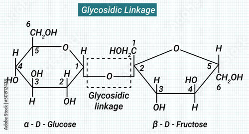 A glycosidic bond or glycosidic linkage is a type of covalent bond that joins a carbohydrate molecule to another group, which may or may not be another carbohydrate. 
