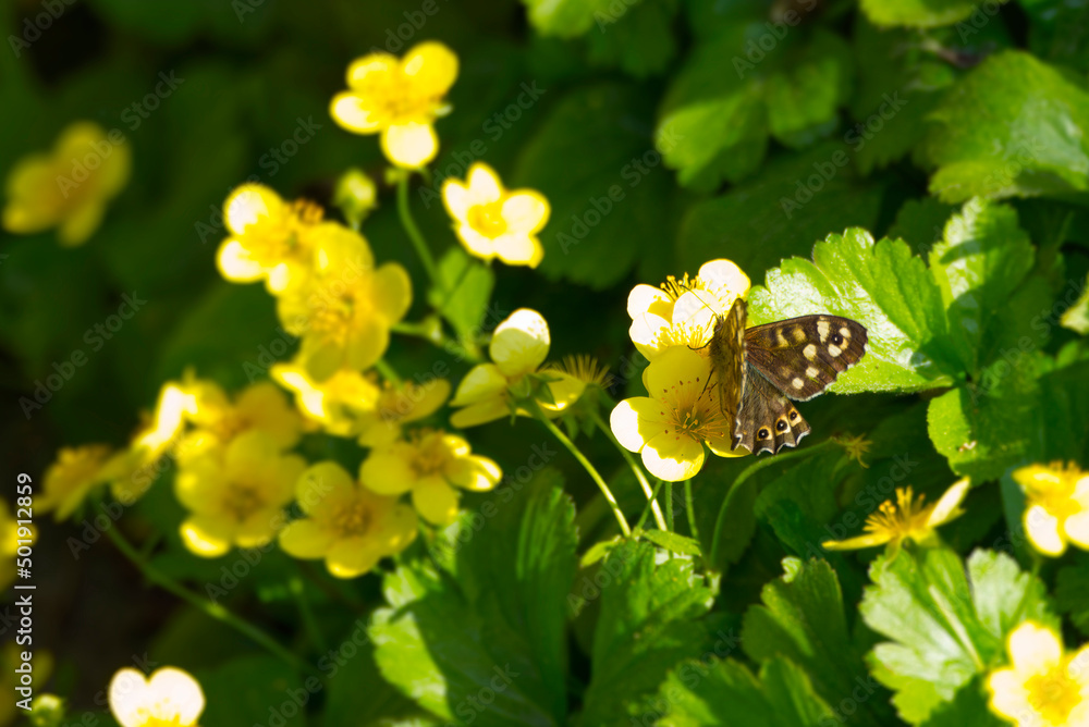 Speckled Wood Butterfly (Pararge aegeria) perched on yellow marsh marigold in Zurich, Switzerland Speckled Wood Butterfly (Pararge aegeria) perched on yellow marsh marigold in Zurich, Switzerland