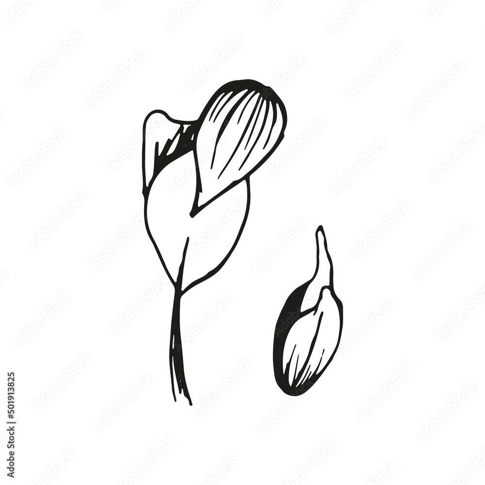 Sunflower microgreens doodle illustration. Vector hand drawn sketch art. Sunflower microgreens doodle illustration. Vector hand drawn sketch art.