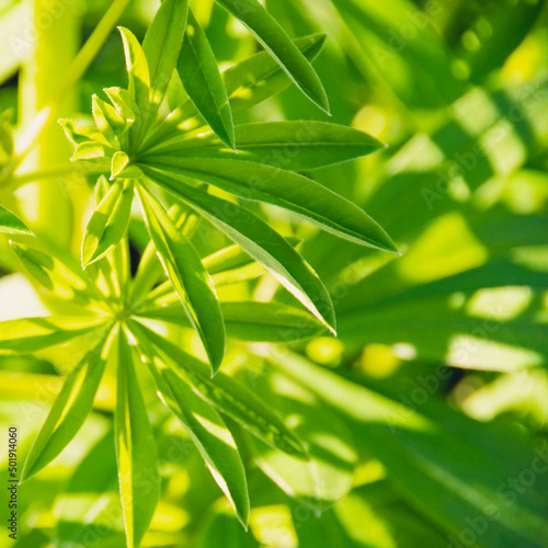 Green leaves of lupine under sun rays. Free space for text. Growing plants in garden.