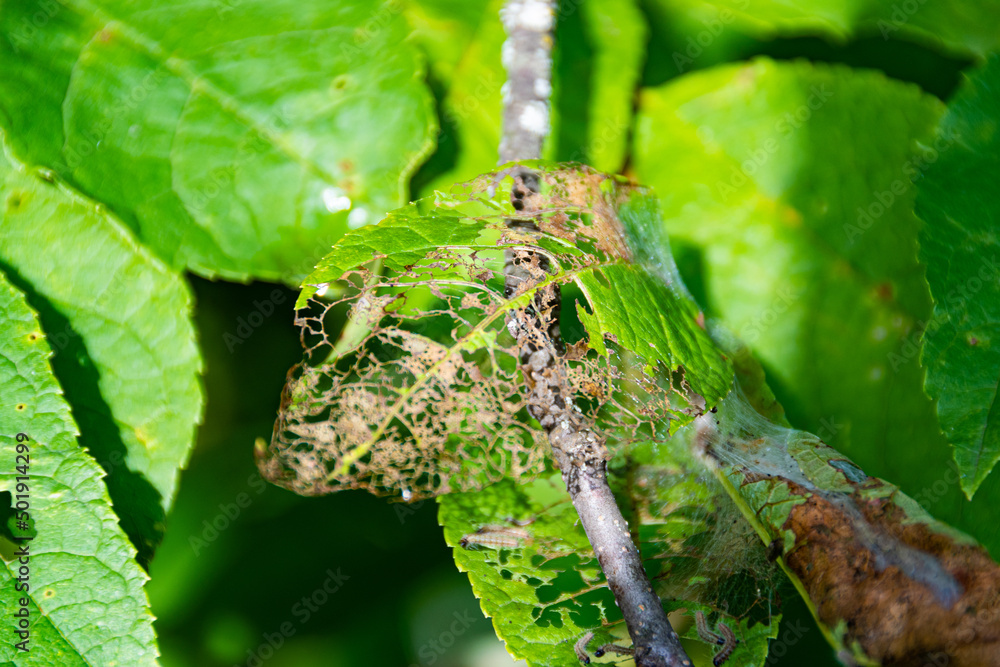 Bird cherry moth on green branches. Leaves withered, curled up and