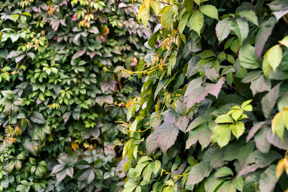 Maiden grapes as background of wide leaves. Parthenocissus quinquefolia is fast-growing vine. Young shoots are reddish, then dark green. Ornamental plant for vertical gardening. Maiden grapes as background of wide leaves. Parthenocissus quinquefolia is fast-growing vine. Young shoots are reddish, then dark green. Ornamental plant for vertical gardening.