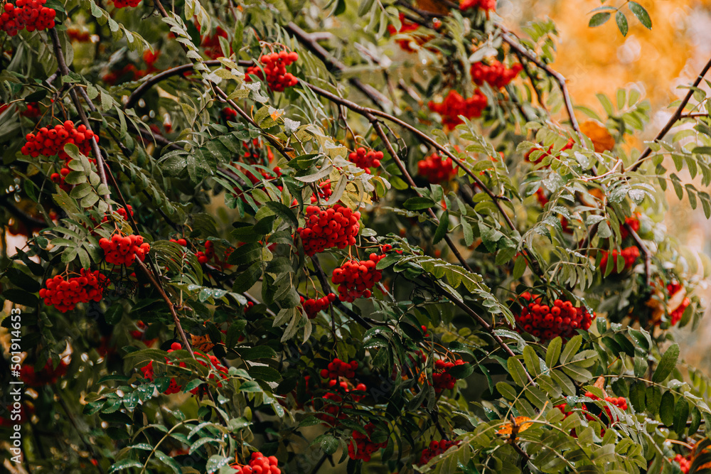 Red rowan berries among green leaves in autumn forest. City park is landscaped by Sorbus aucuparia. Fruit tree with bright fruits for feeding birds.