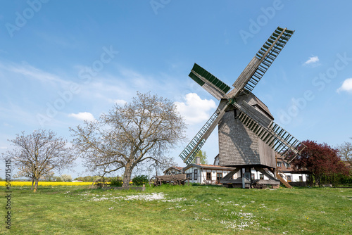 Gänseblümchen blühen vor "Auerbachs Mühle" in Wolmirstedt: Die Bockwindmühle wurde 1842 erbaut. Sie gehört heute zu einem Restaurant mit Pension.