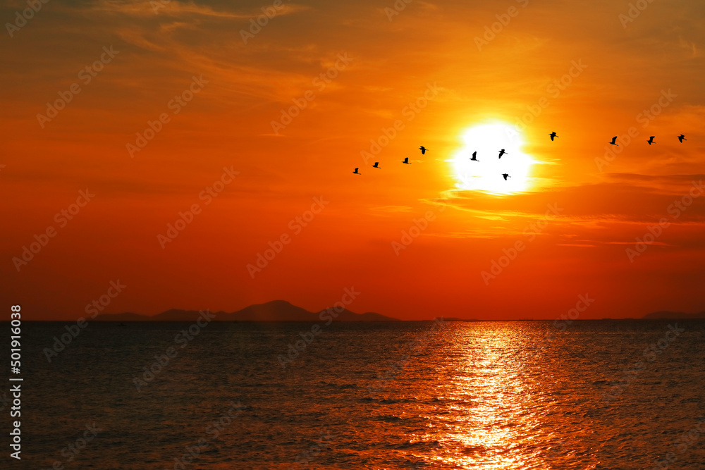 sunset back on silhouette dark red orange cloud on the sky and bird flying