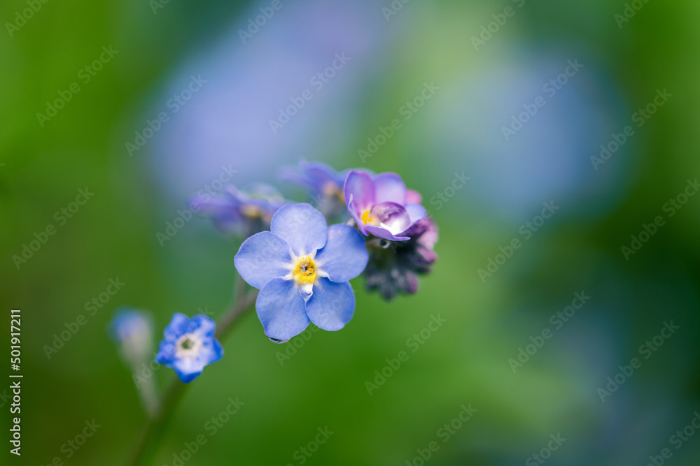 Forget me not flowers or Myosotis alpestris with water drop Forget me not flowers or Myosotis alpestris with water drop