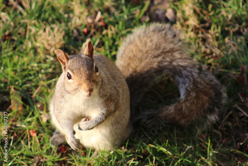 squirrel in the park