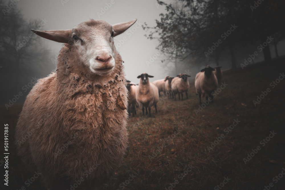 Obraz premium The Silence of the Lambs 