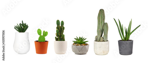 Obraz na plátně Group of various indoor cacti and succulent plants in pots isolated on a white b