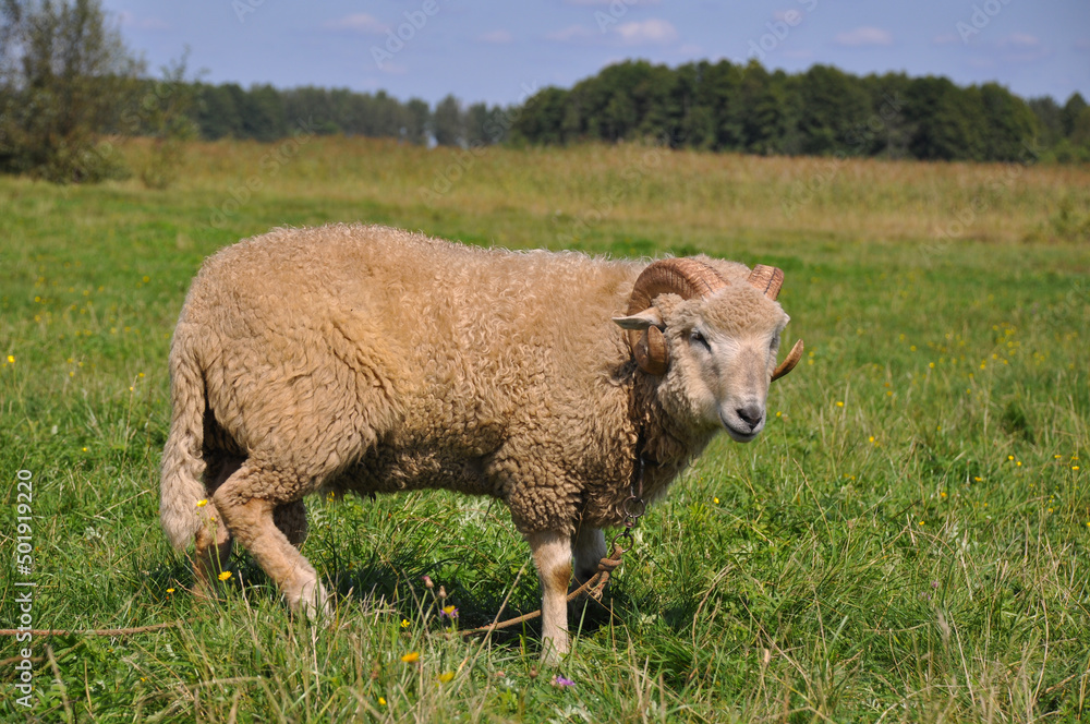 Sheep in a meadow on green grass Sheep in a meadow on green grass