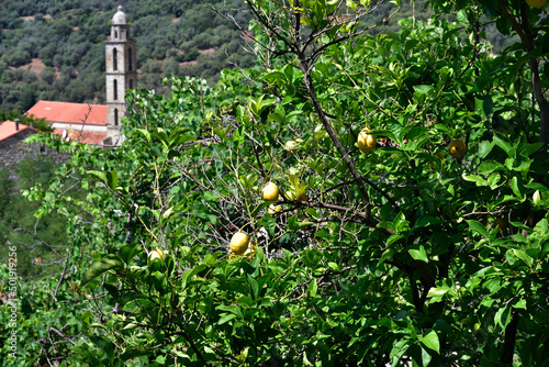 Lemons blooming on the tree, in background Church of Santa Maria Figaniedda located in Santa Maria - small mountain village belongs to the parish of Viggiano. South of Corsica. France photo