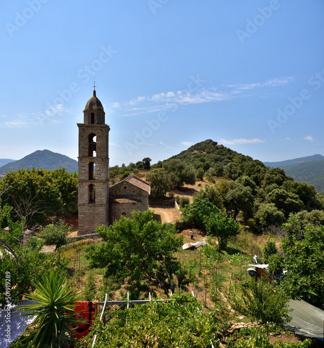 Lemons blooming on the tree, in background Church of Santa Maria Figaniedda located in Santa Maria - small mountain village belongs to the parish of Viggiano. Corsica. France