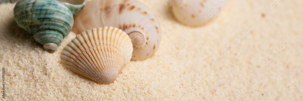 Sea shell on sand as seashore background banner with copy space. Sea shell on sand as seashore background banner with copy space.