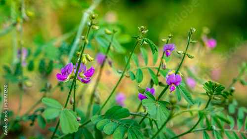 Tephrosia purpurea is a species of flowering plant in the family Fabaceae, that has a pantropical distribution. It is a common wasteland weed. photo