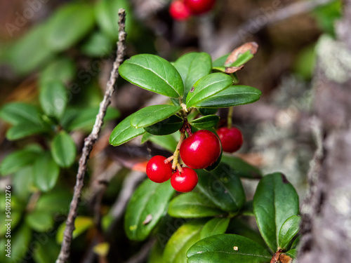 closeup photo of small red cowberry berries on a bush