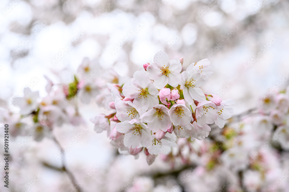 White blossoms on an ornamental tree blooming in early spring, as a nature background
White blossoms on an ornamental tree blooming in early spring, as a nature background