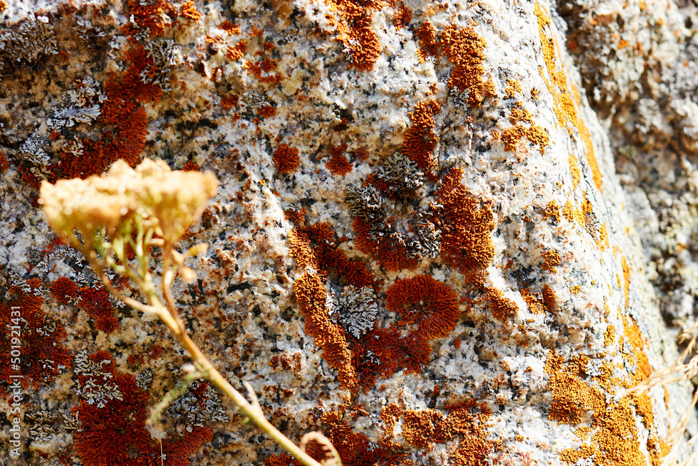 Fototapeta premium brown moss and lichen growing on the surface of the stone