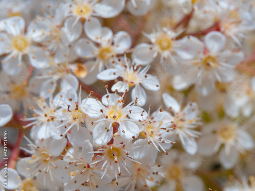 Close photo of a photinia glabra white little pretty flowers Close photo of a photinia glabra white little pretty flowers