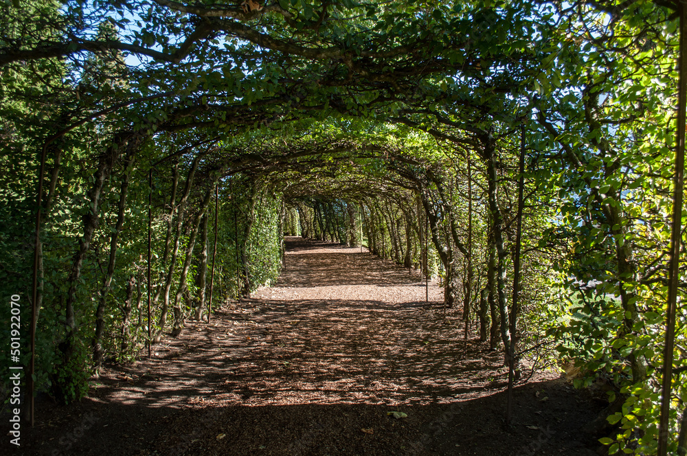 Walking path under the tunnel from the bushes