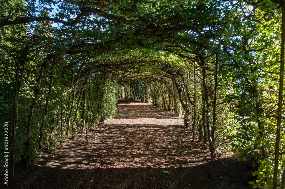 Walking path under the tunnel from the bushes Walking path under the tunnel from the bushes
