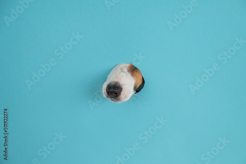 Fototapeta Naklejka Na Ścianę i Meble -  Dog nose from a hole in paper blue background. Copy space. 