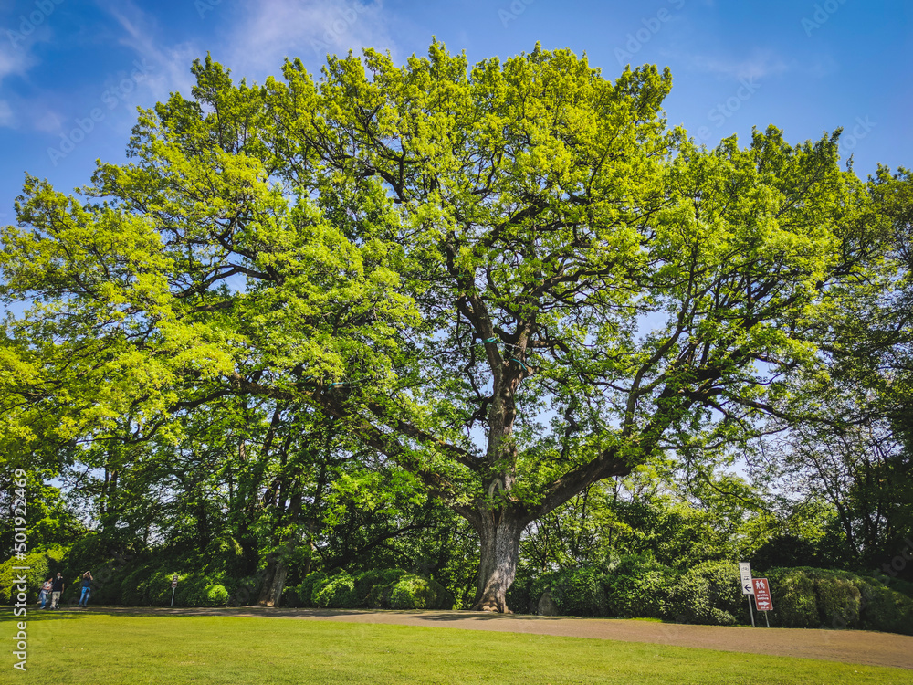 Albero 