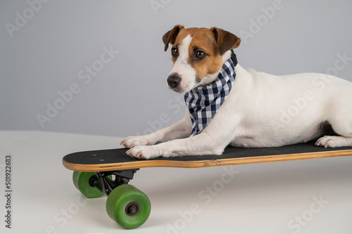 Dog in a plaid bandana rides a long board on a white background.  photo