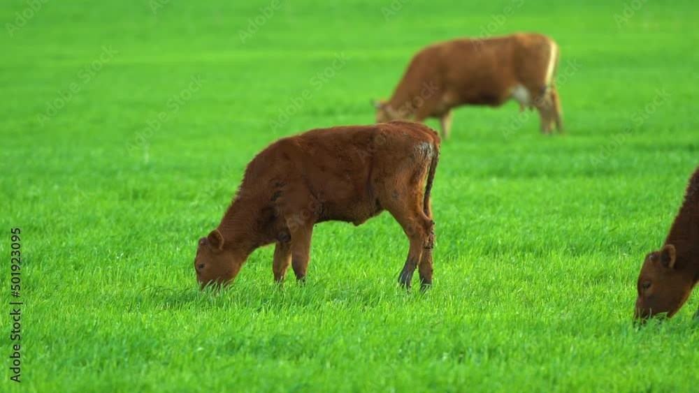 Cows in field, grazing on grass and pasture in Australia, on a farming ranch. Agricultural industry. Cattle eating hay and silage. breeds include speckled park, Murray grey, angus, Brangus, hereford Cows in field, grazing on grass and pasture in Australia, on a farming ranch. Agricultural industry. Cattle eating hay and silage. breeds include speckled park, Murray grey, angus, Brangus, hereford