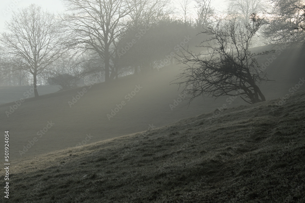 Obraz premium Misty spring meadow with the trees at sunrise