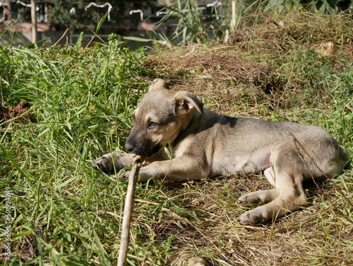 A small puppy is playing in a clearing on a sunny spring day. Homeless animals frolic on the street among the green grass.