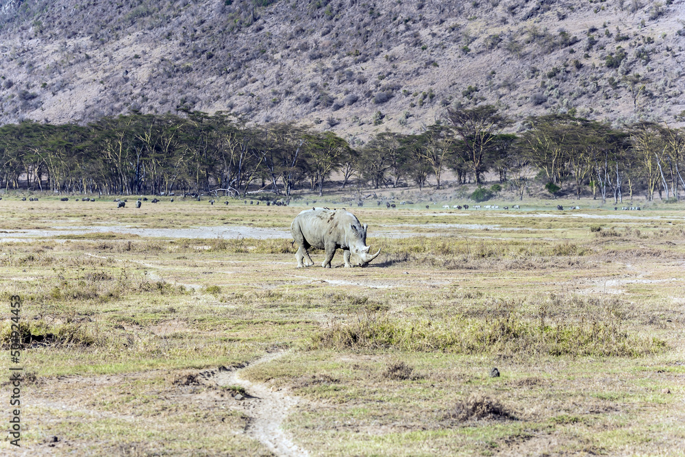 The rhino grazing in the savannah The rhino grazing in the savannah