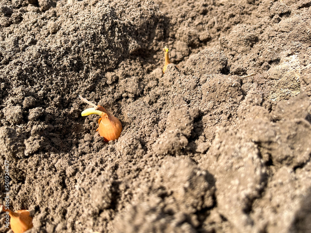 Planting onions in the ground in an agricultural field Planting onions in the ground in an agricultural field