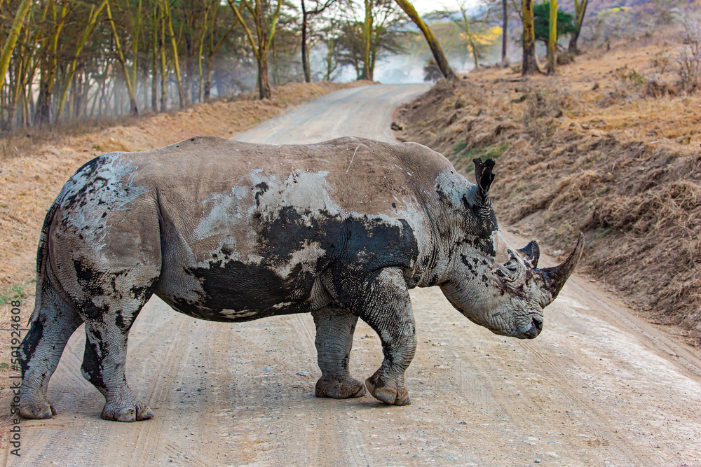 Fototapeta premium White dirty rhinoceros crosses road