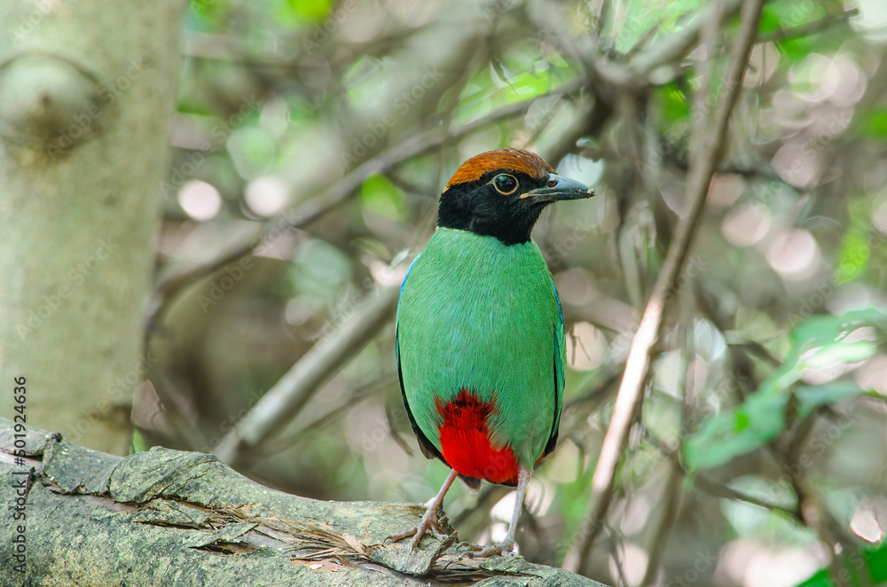 
Hooded pitta is another type of pitta that has a green belly and chest, but its head is brown in childhood. When it grows up it becomes black, with its distinctive tail being red like wearing red pan