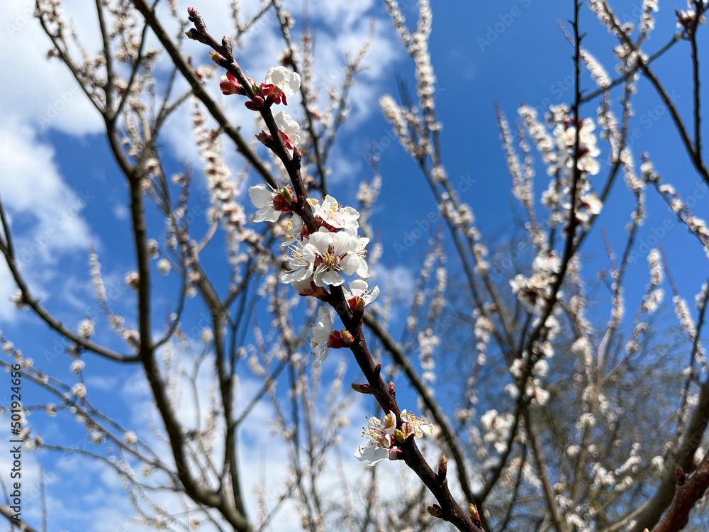 The common apricot (Latin Prunus armeniaca) is a fruit tree, a species from the Apricot (Armeniaca) section of the Plum genus (Prunus) of the Rosaceae family The common apricot (Latin Prunus armeniaca) is a fruit tree, a species from the Apricot (Armeniaca) section of the Plum genus (Prunus) of the Rosaceae family