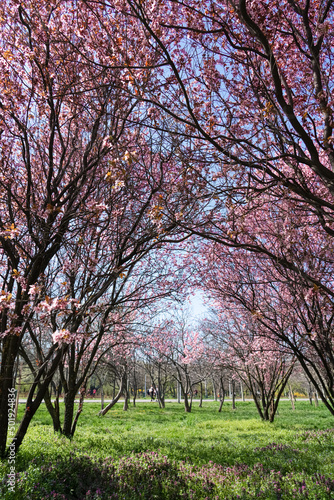 Sunny Alley of Bucharest City Park During Pink Cherry Tree Blossom, Beautiful Spring Season, Outdoor Travel Background