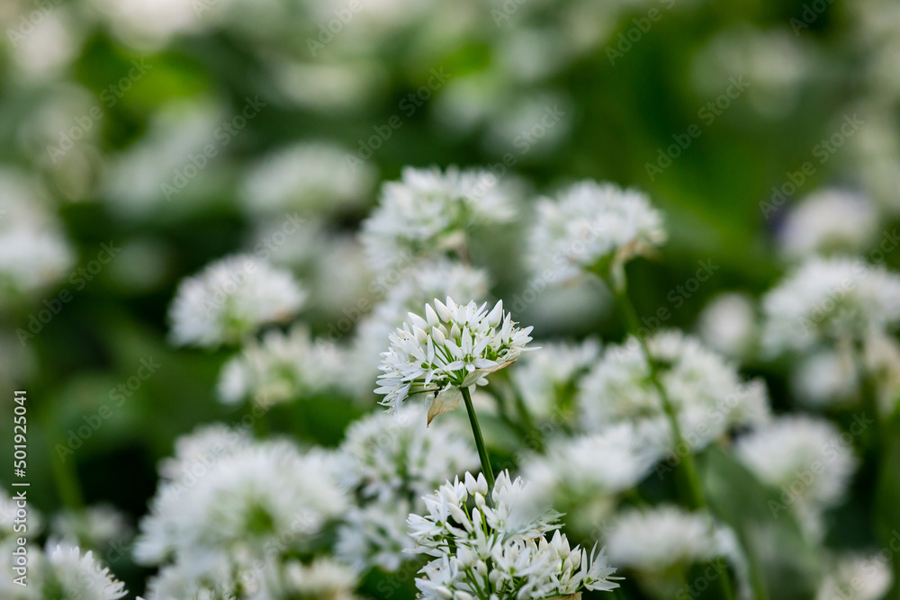 Wild Garlic in Sussex, with a Shallow Depth of Field Wild Garlic in Sussex, with a Shallow Depth of Field