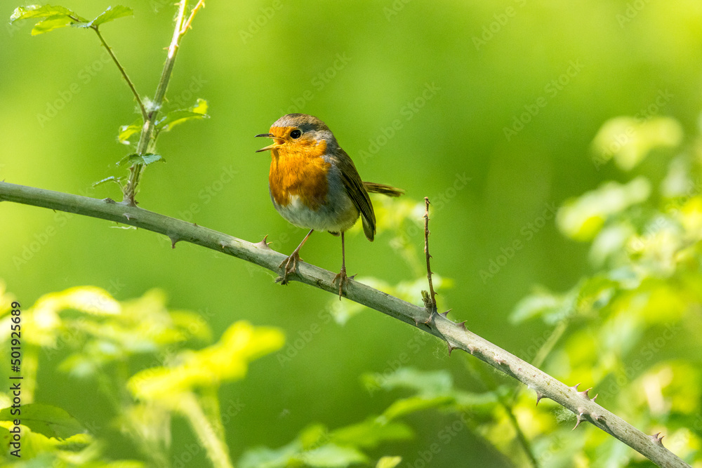 Robin perched on a branch with a nice bokeh Robin perched on a branch with a nice bokeh