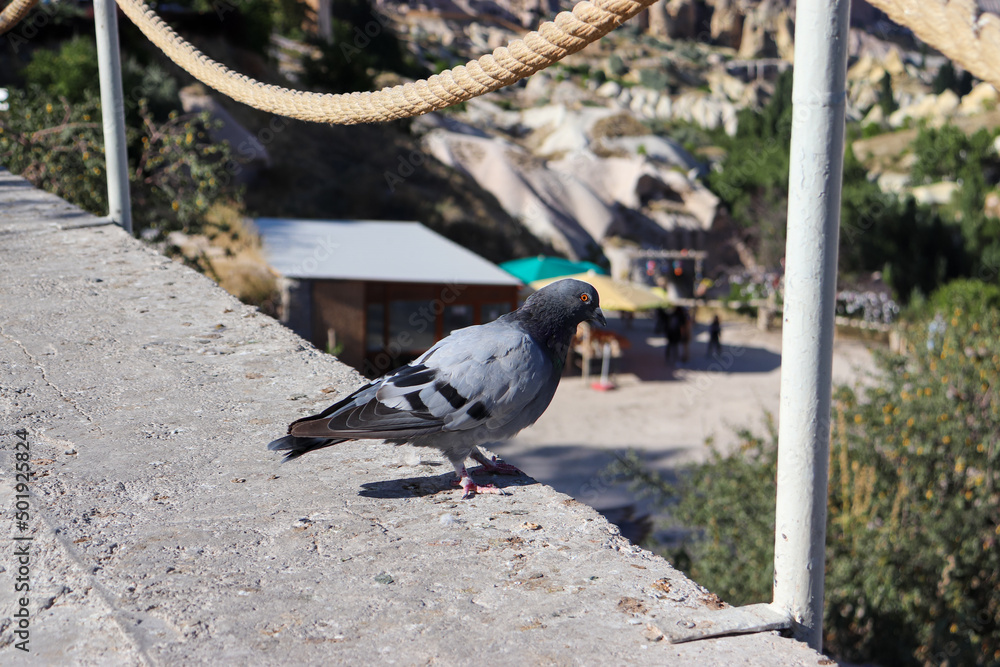Fototapeta premium pigeon on the fence